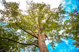 Best Emergency Tree Removal  in West Terre Haute, IN